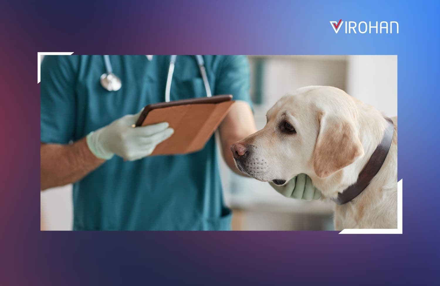 BVSc Course (2023): Admission, Eligibility, Jobs and Salary